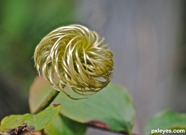 Swirly Plant