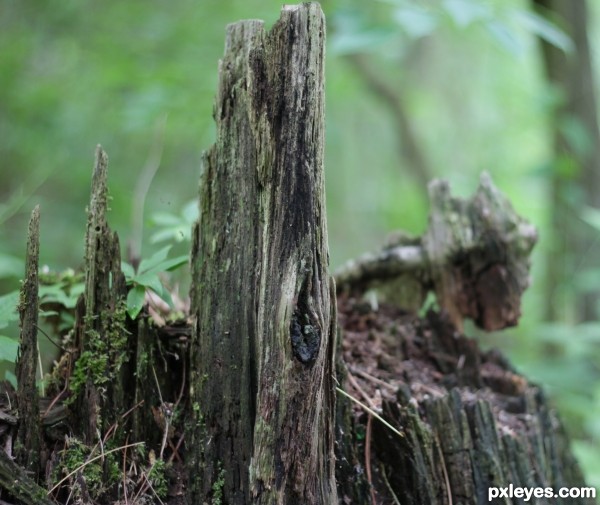 Very Old Stump