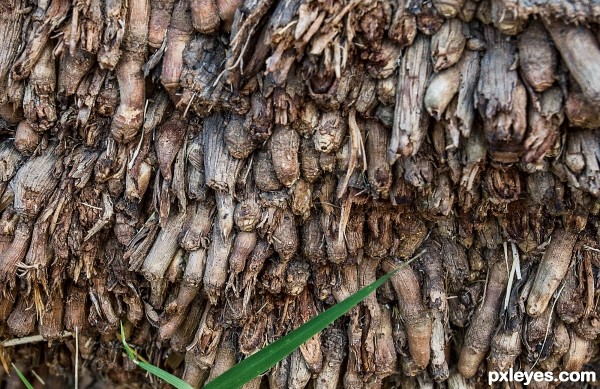 bottom of a tree