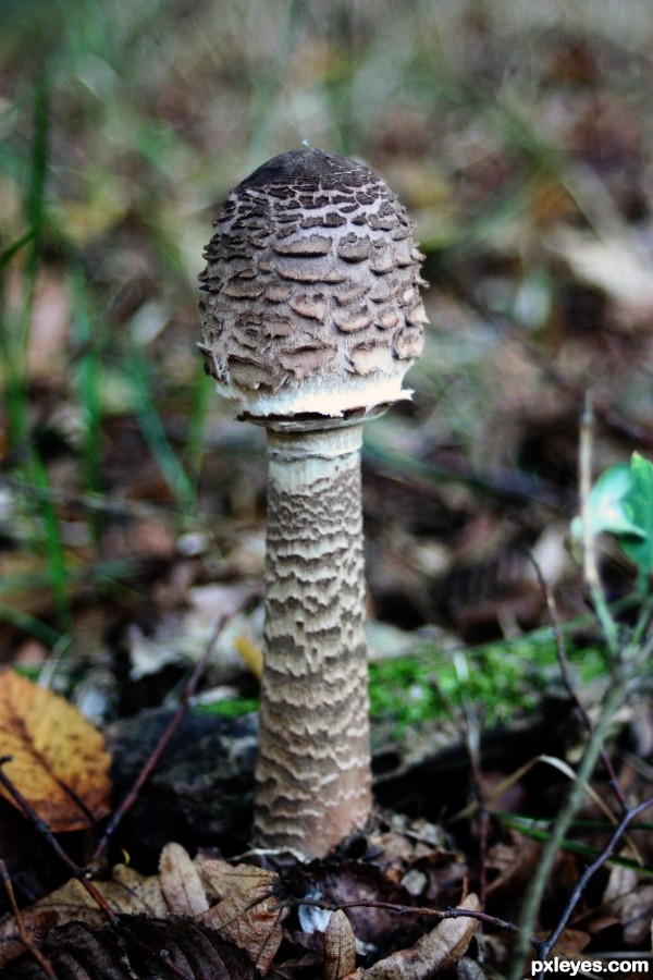 fungus