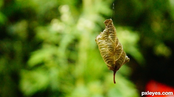 hanging by a string!