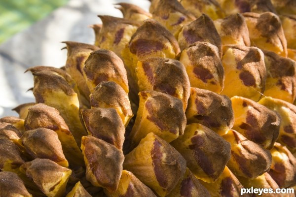 palm cone