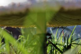 Beneath the Toadstool Picture