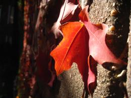 Fallen Leaves Picture