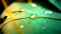 Glowing Leaf