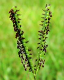 GrassSeed