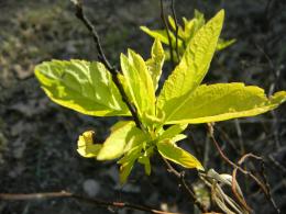 Leaves