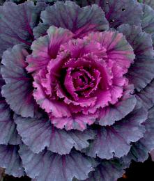 Ornamental cabbage