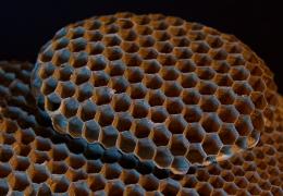 Paper Wasps