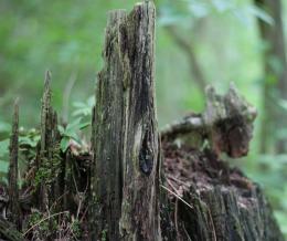 Very Old Stump