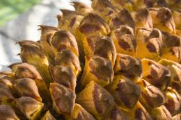 palm cone