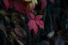 red leaves