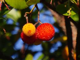 wild fruit Picture