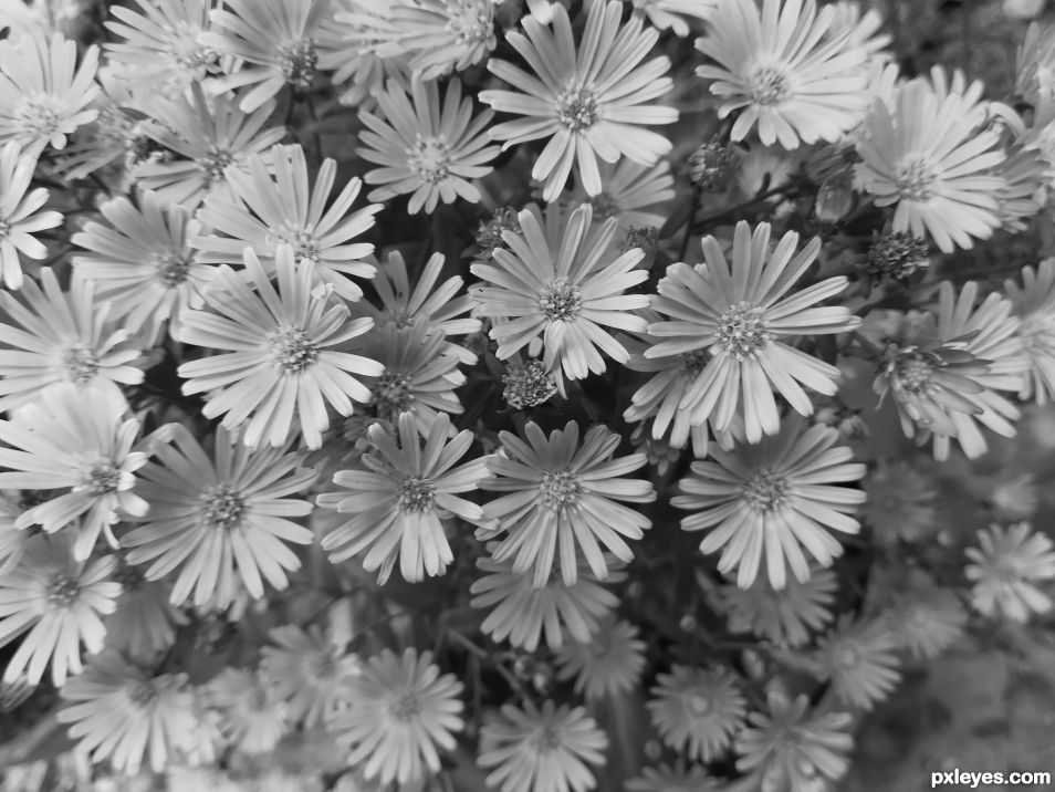 Black and white flowers