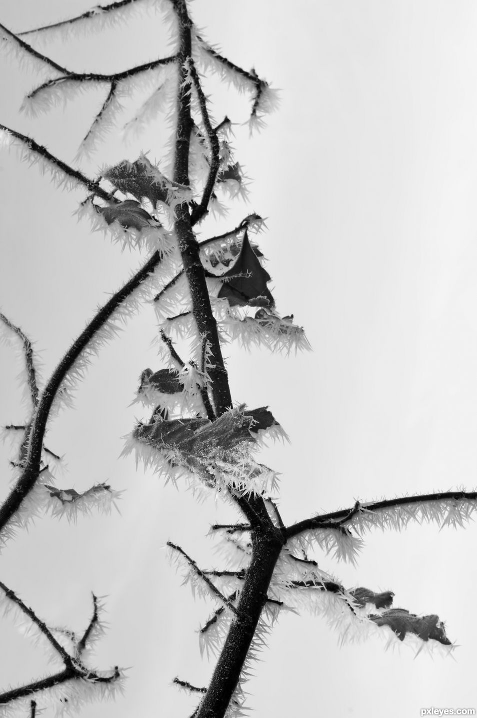 Branch With Leaves