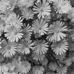 Blackandwhiteflowers