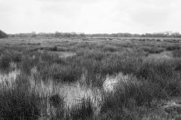 In the swamps