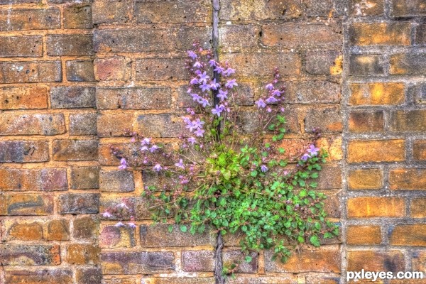 Wall Flower