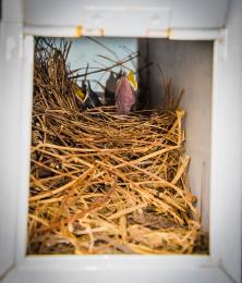 Birdsnestinourmailbox