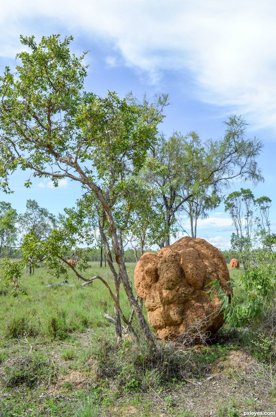 Termite mound