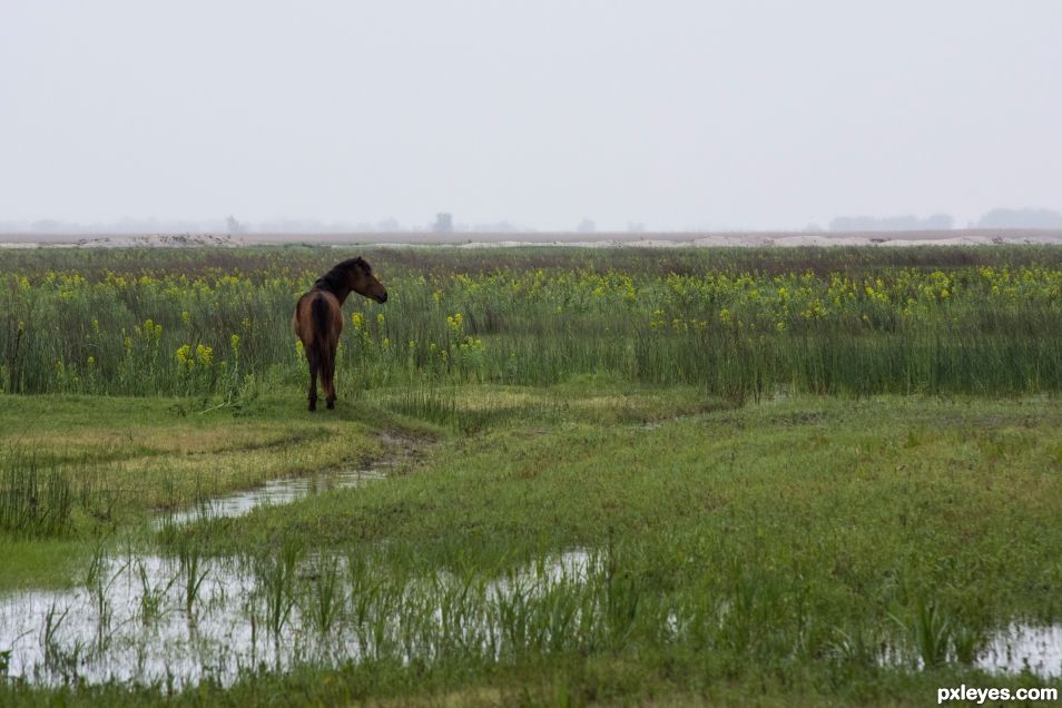 Wild horse in marshland