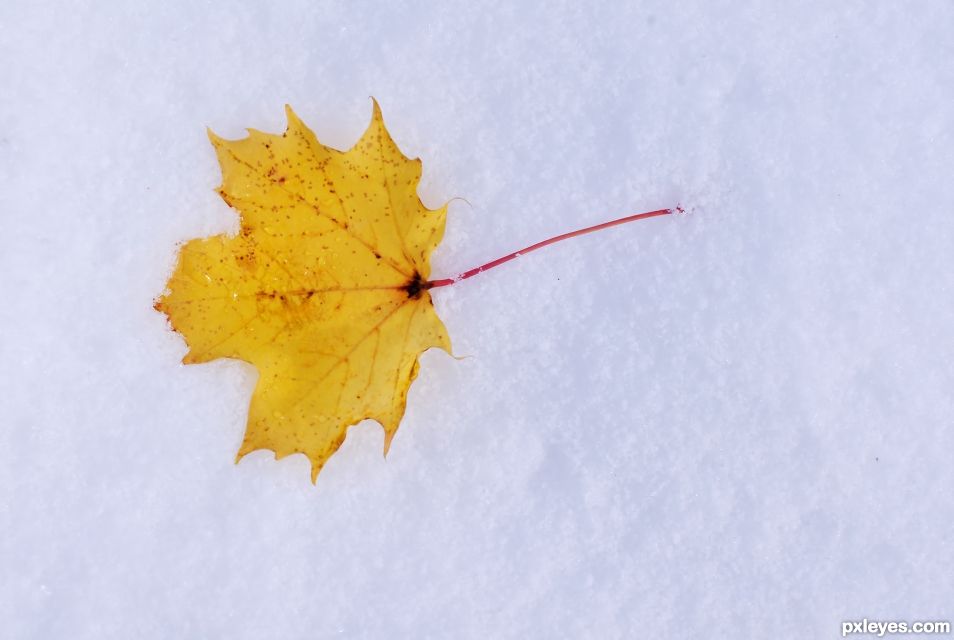 Leaf on Snow