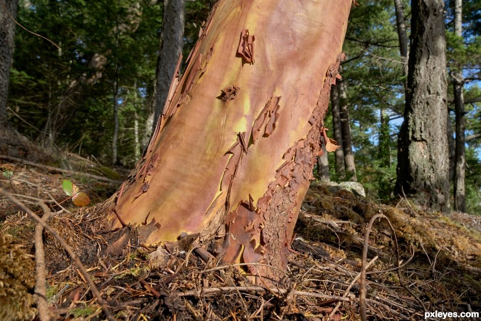 Arbutus Tree