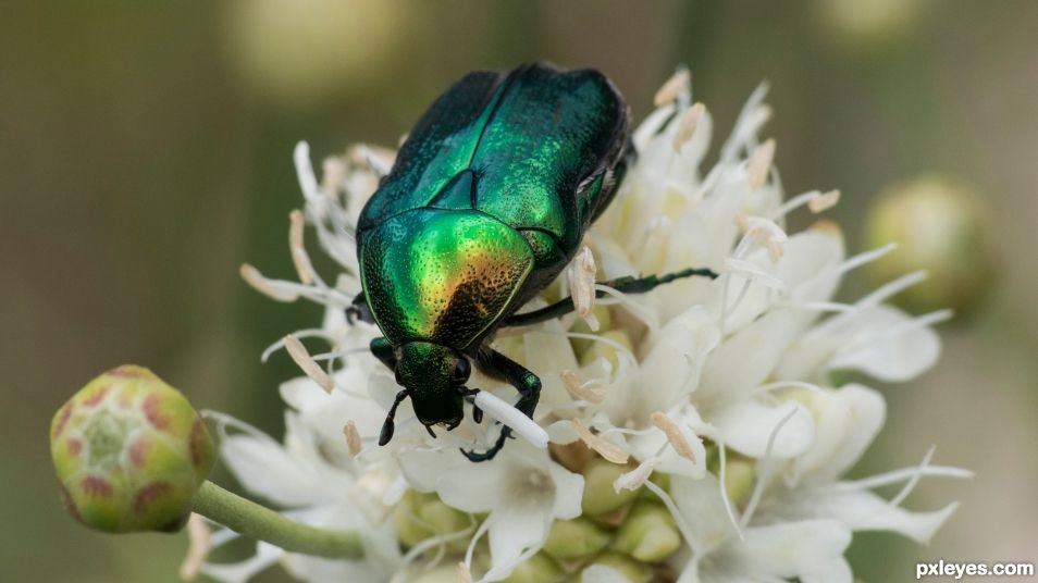 Golden rose chafer