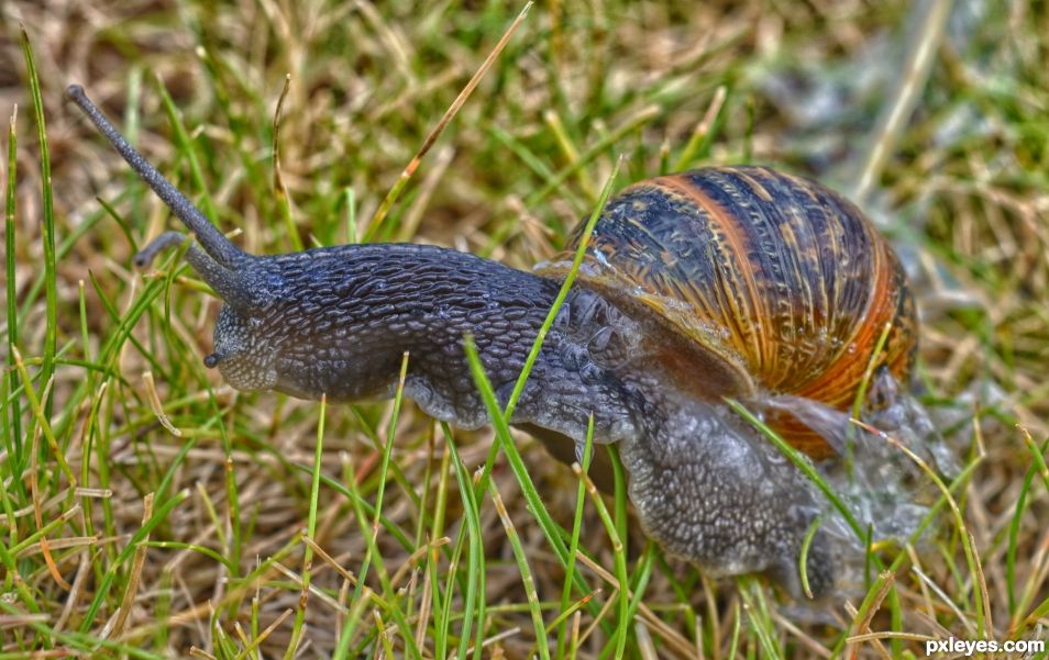 snail in my own garden