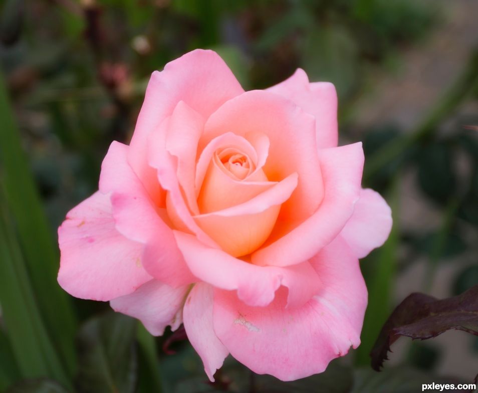 Pink rose