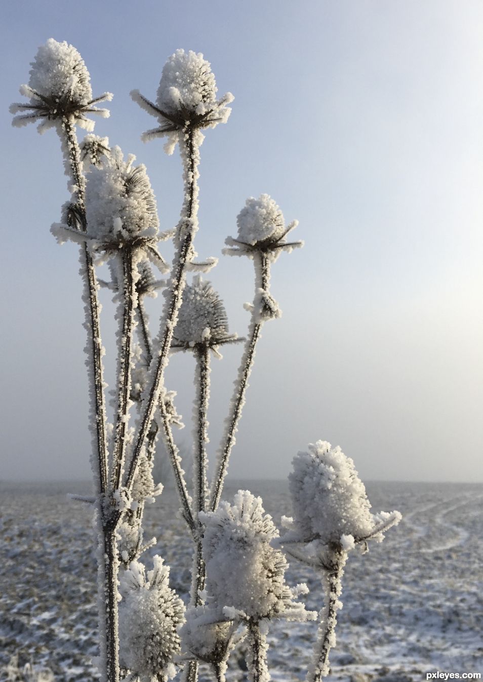 winters flower