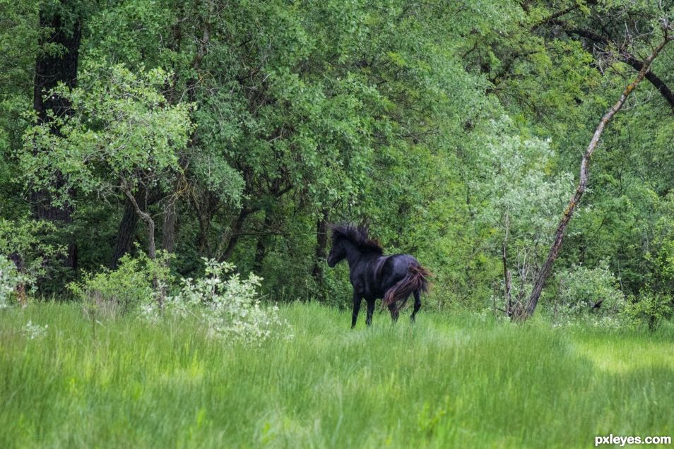 Wild horse in the forest of Letea
