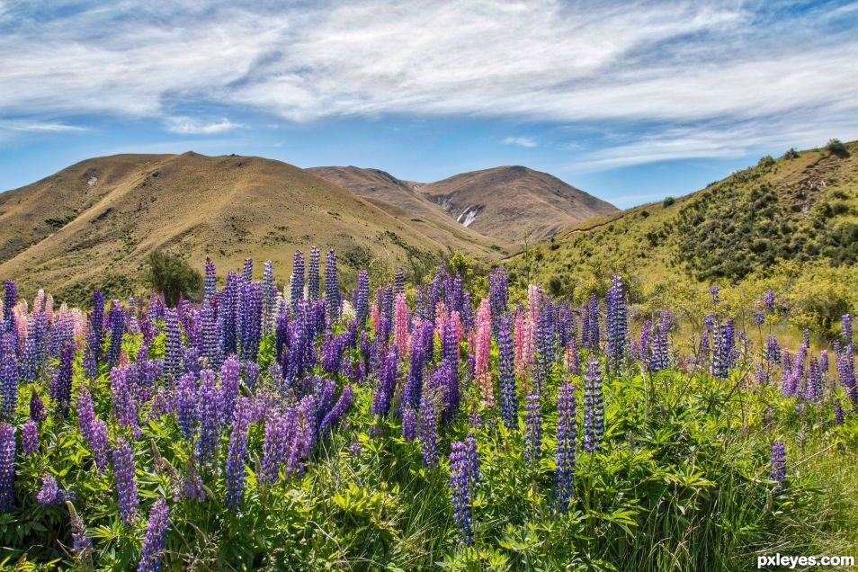 Lupins in the hills