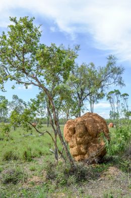 Termite mound