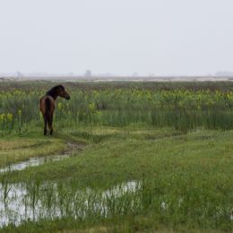 Wildhorseinmarshland