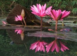 Dance of the Water Lily