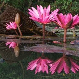 DanceoftheWaterLily