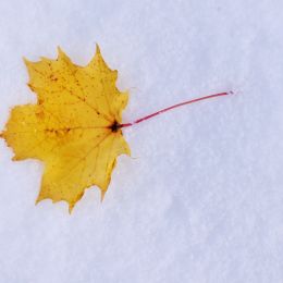 LeafonSnow