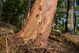 Arbutus Tree