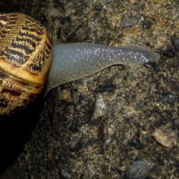 Snailtrail
