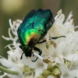 Goldenrosechafer