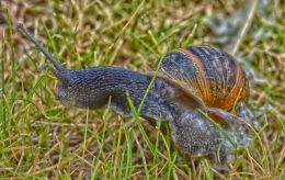 snail in my own garden