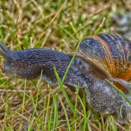 snail in my own garden Picture