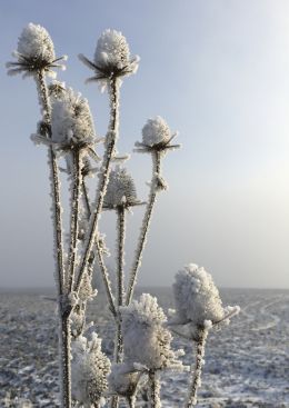 winters flower
