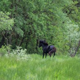 WildhorseintheforestofLetea