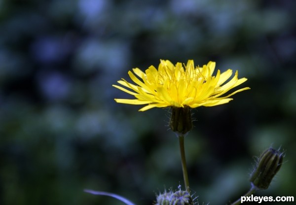 Dandelion