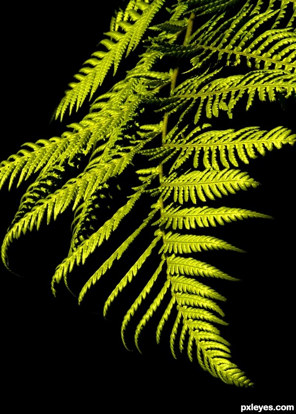 Fern