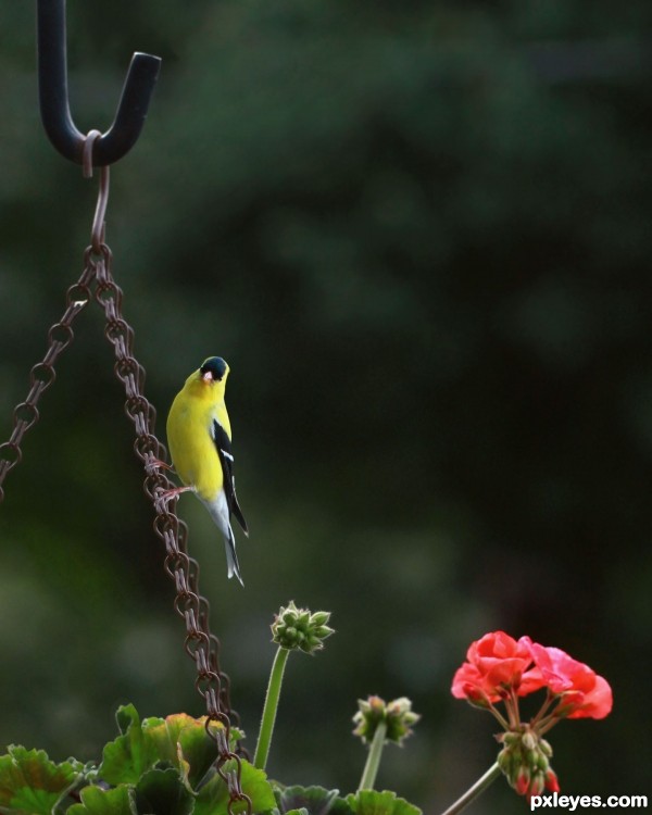 Gold Finch