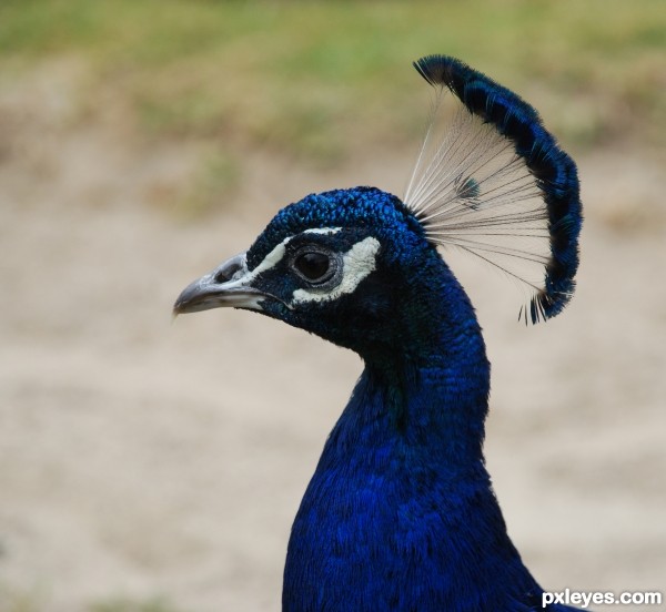 Peacock