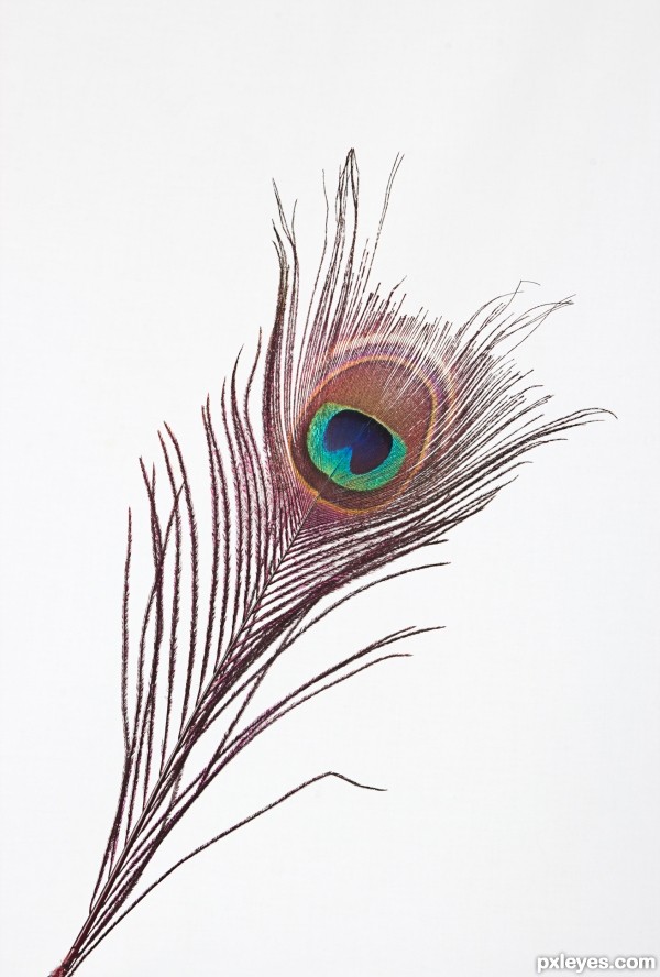 Peacock feather